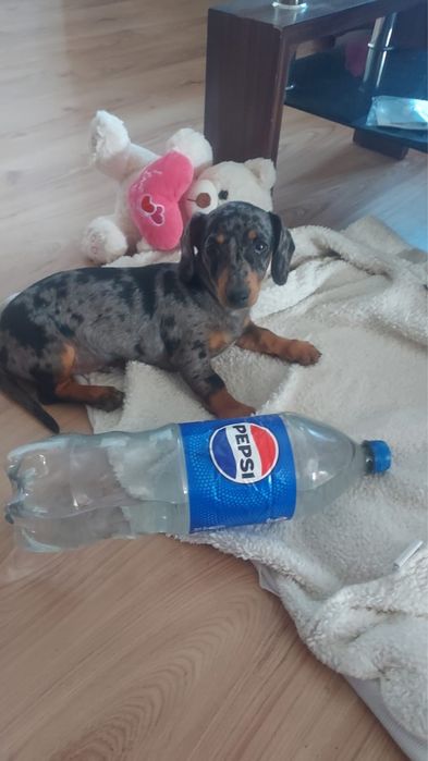 Caută adăpost nou!