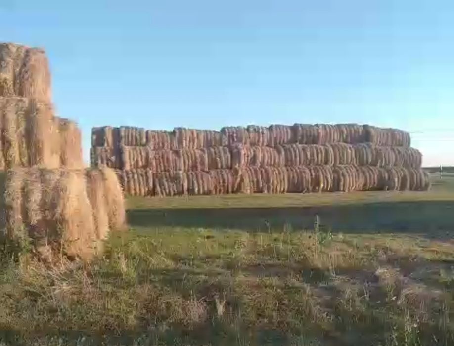 Продам сено в рулонах