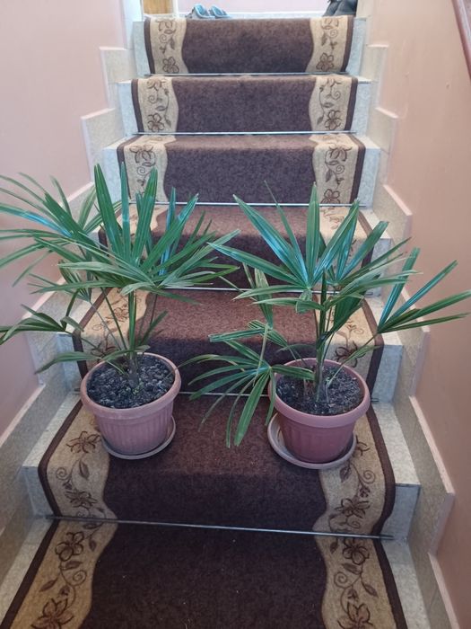 Студено устойчиви палми