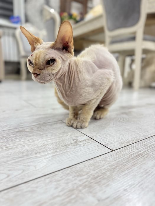 Девон рекс   13 лет , в дом гле нет кошек . Мальчик