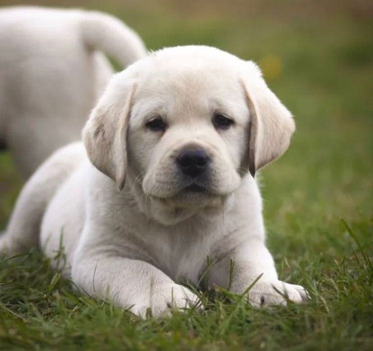 Продам Ретривер!