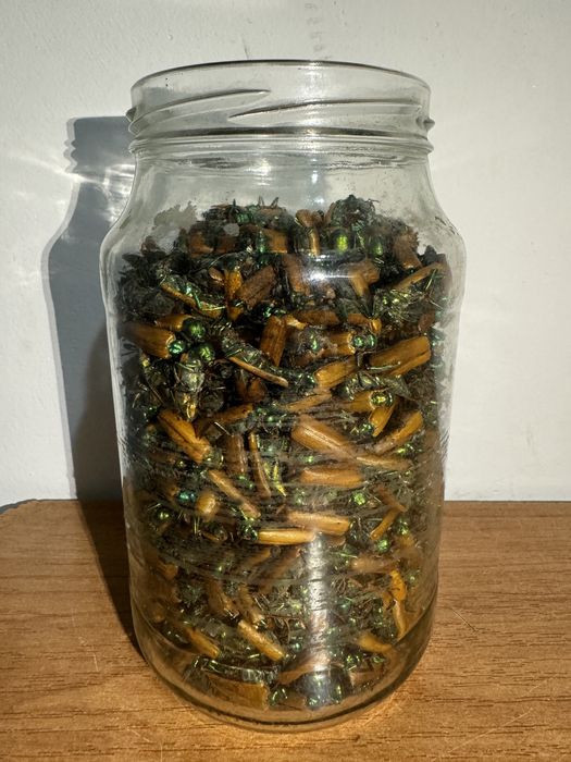 Алтын коныз свежий майский жук золотой жук простатит