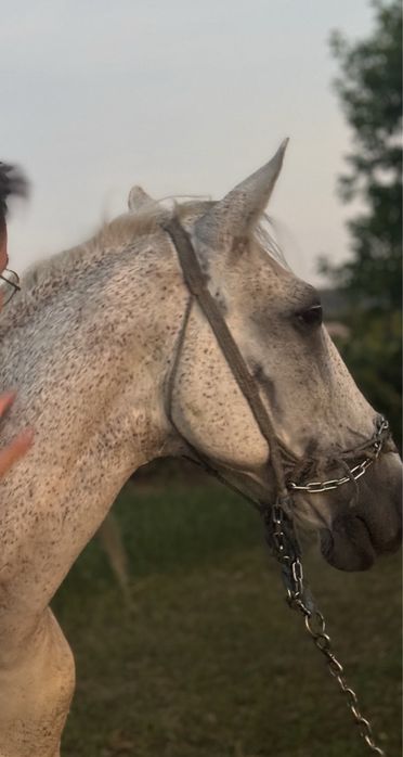 Cal de Vanzare pret negociabil