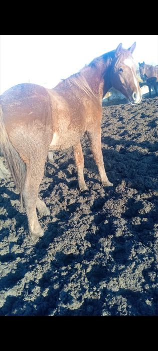 Продам тайчиков  жирные