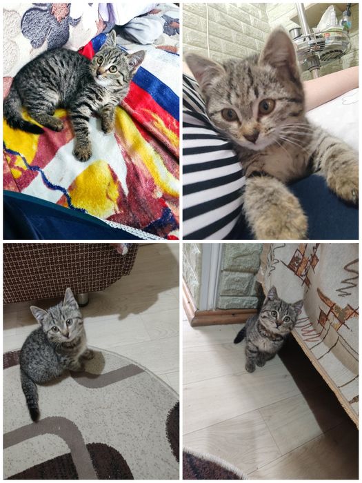 Котенок в добрые руки