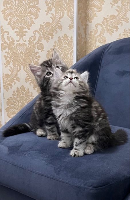 Продам чистокровный сибирскую котенку вместке с биотуалетом