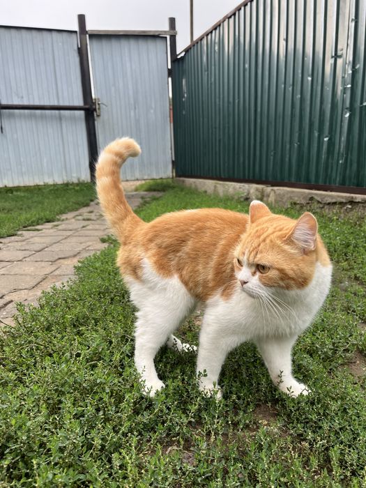 Отдам Британского короткошерстного кота