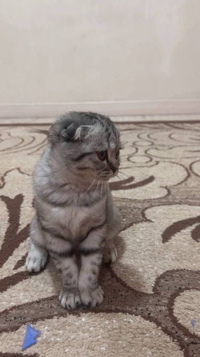 Серебристый шиншилла