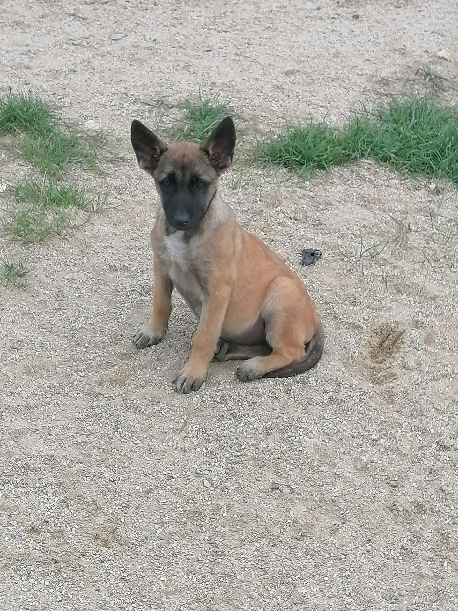 Pui malinois femele