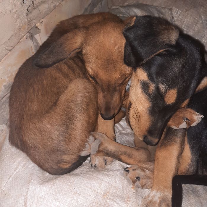 Ovchi it erkak 1 tasi