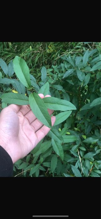 Gard Viu / Crestere Rapida