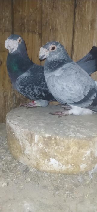 Voiajori de stil vechi,duduros si italieni