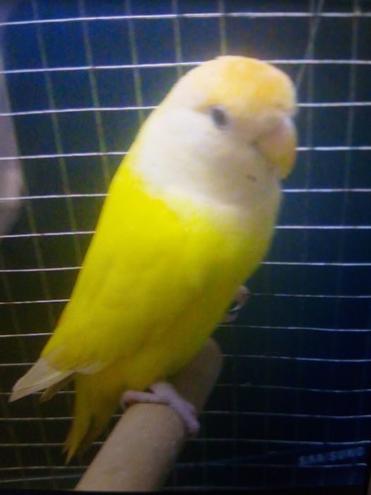 Papagal agapornis femela