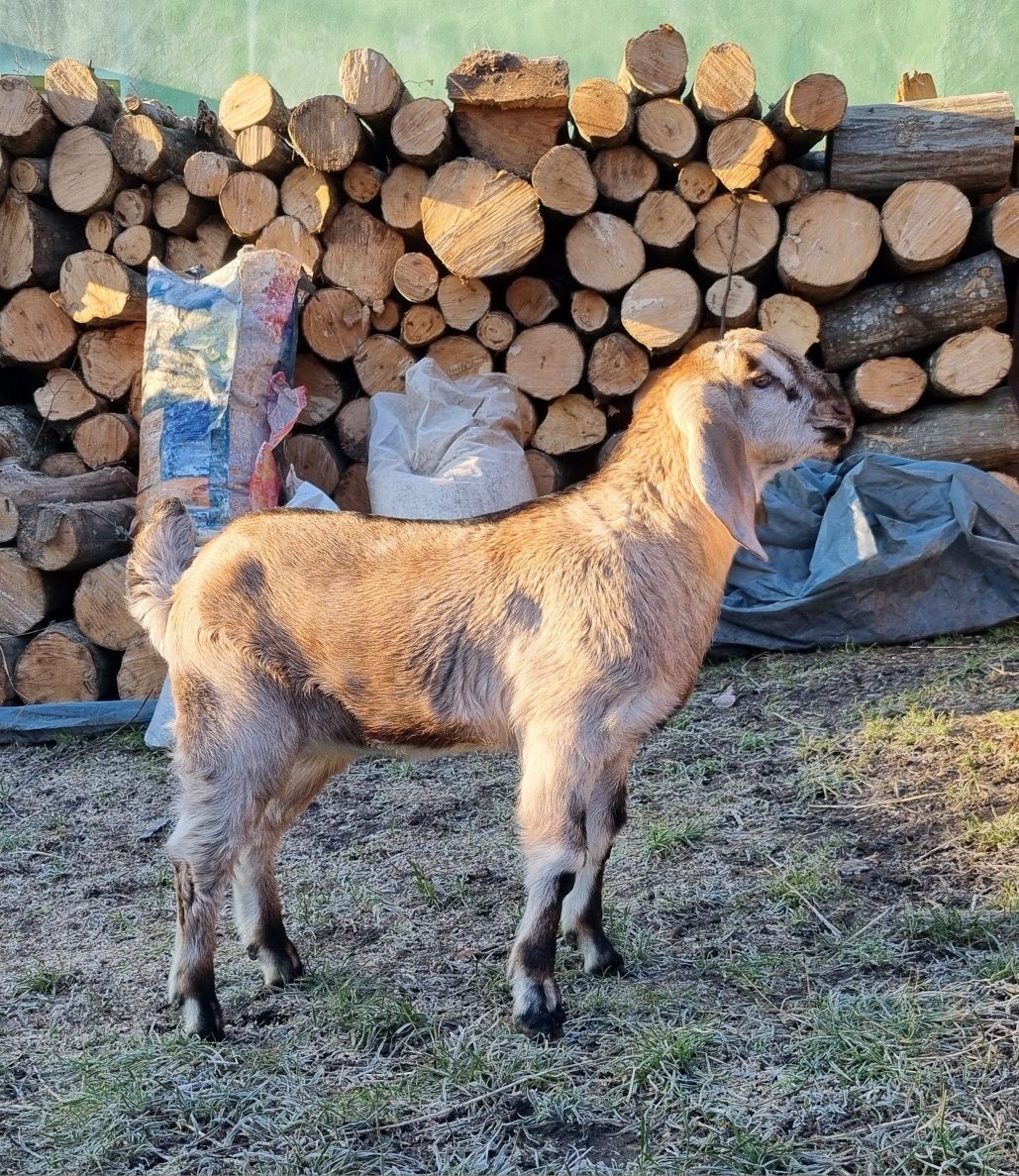 Vând Țapisor Anglo-nubian