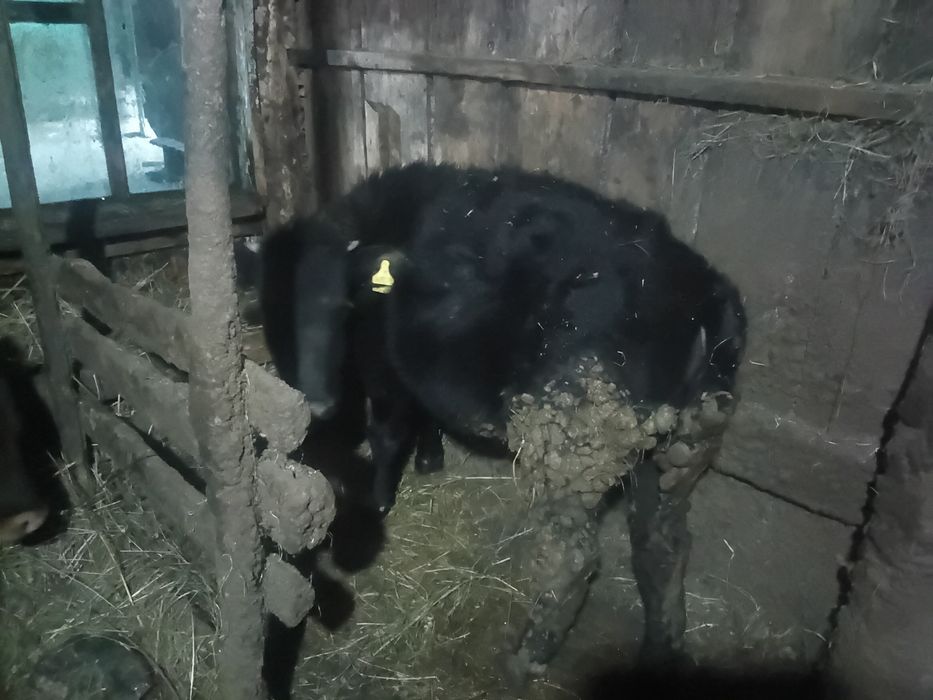 Продам текущий, 8 месяцев