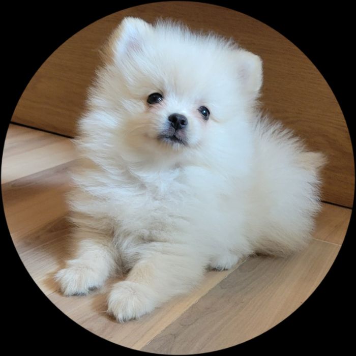 Померан мини померан