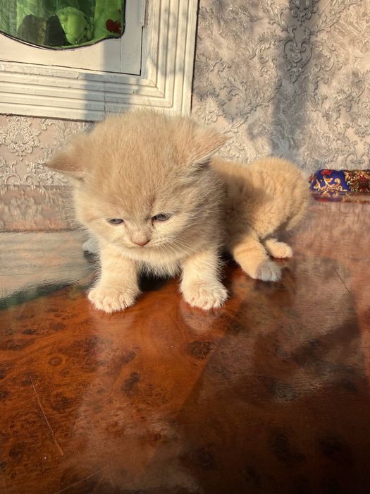 Котята скотиш фолд