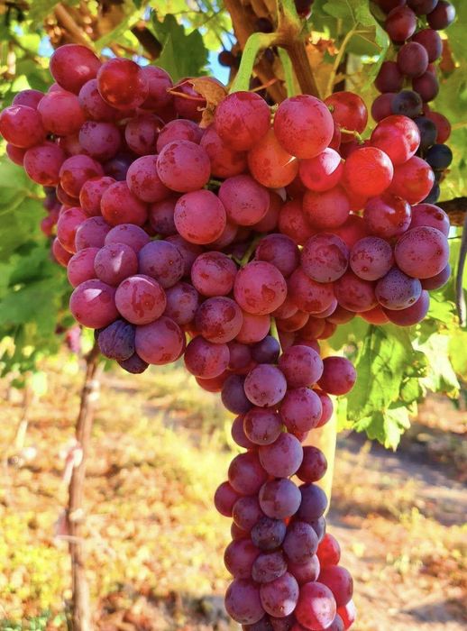 Vita de vie nobila altoita de masa 4 soiuri roze