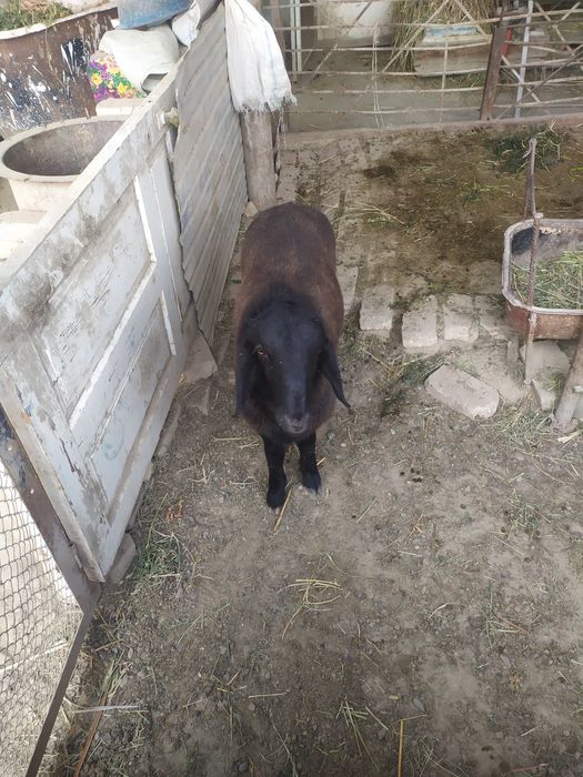 кучкор барралар  сотилади