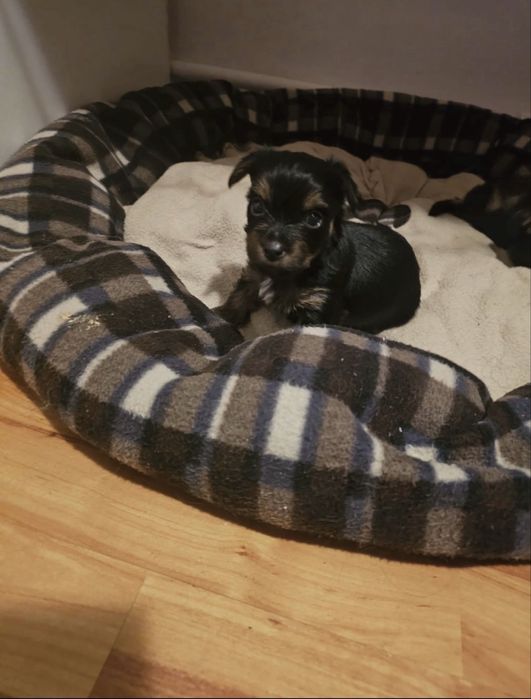 Pui youkshire terrier