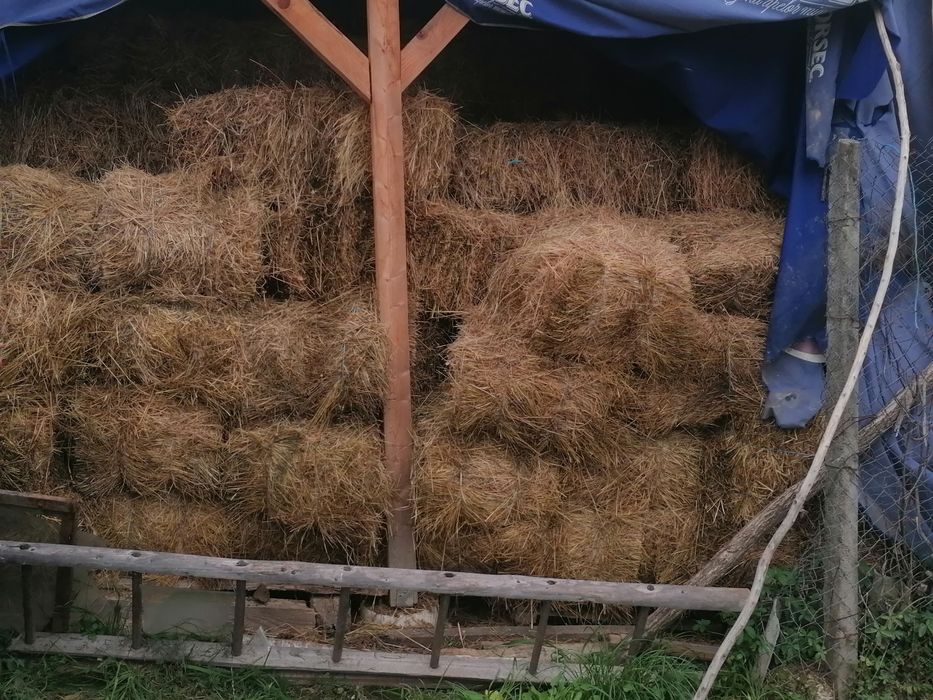 Vand baloți de fân si baloți otravă