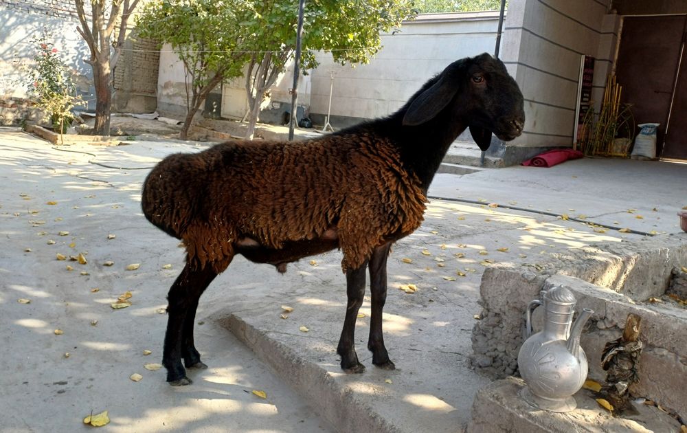 Xisori qo‘zi qo‘chqor sotiladi
