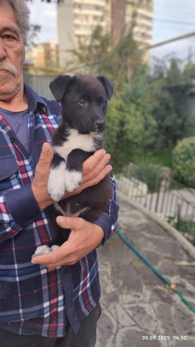 Щеночки девочки ищут дом и добрых ответственных хозяев