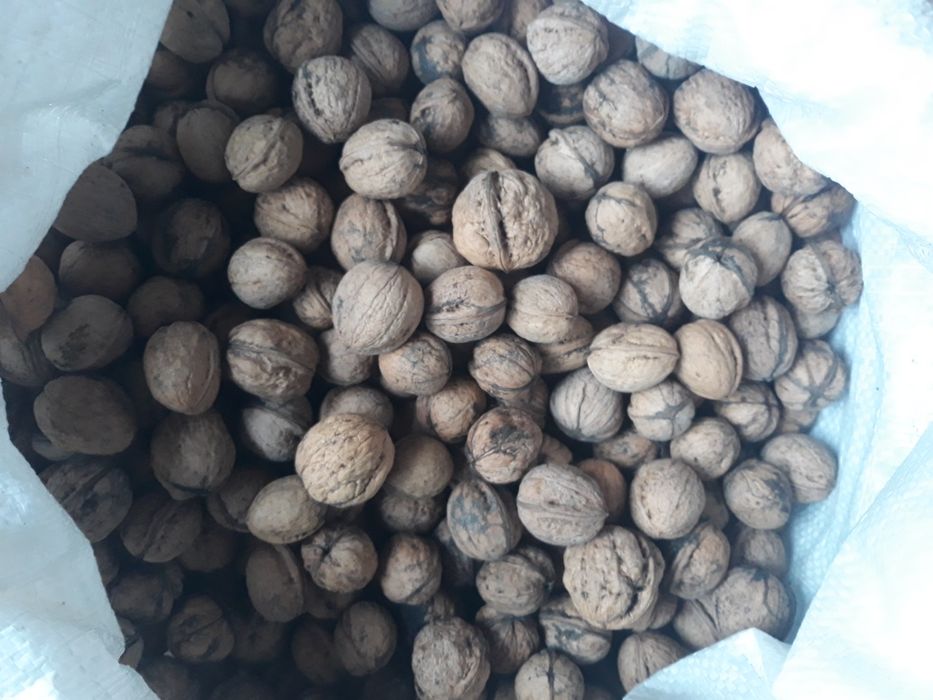 Vând nuci de anul acesta