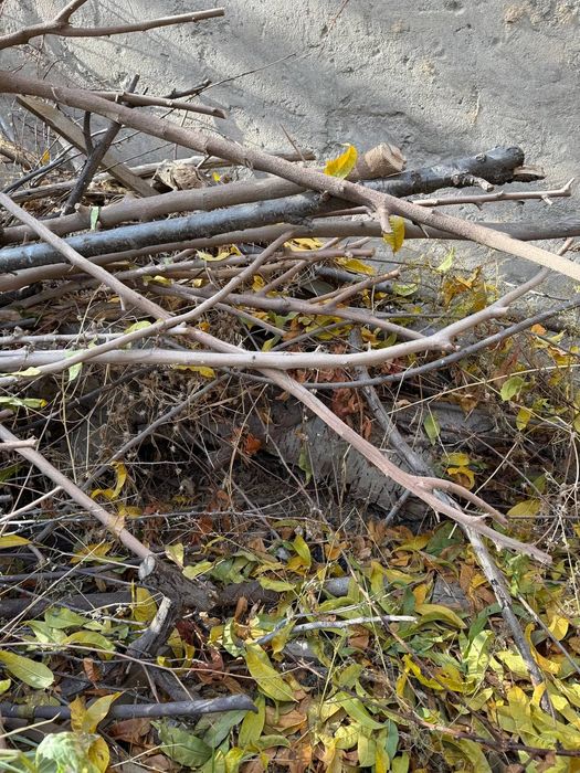 Tekinga otin bor текинга утин бор