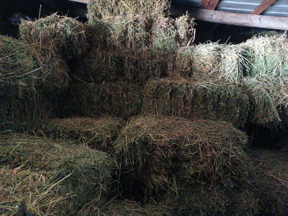 Продам сено люцерна