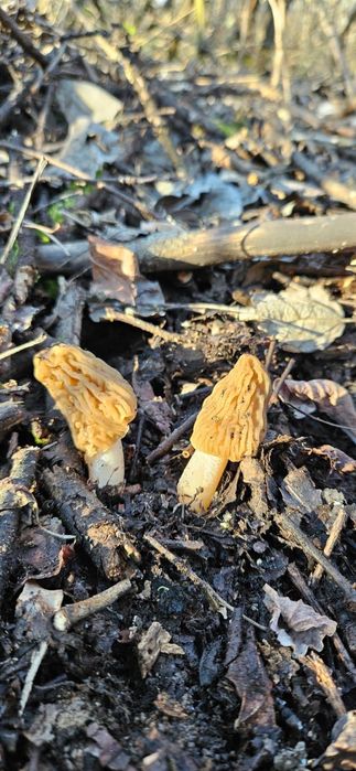 Vând zbarciogi proaspeți