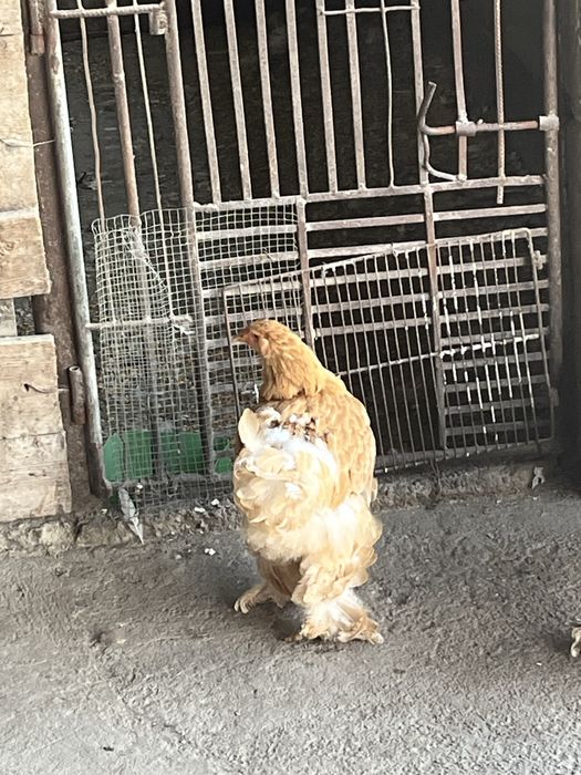 Vand gaini brahma de anul trecut