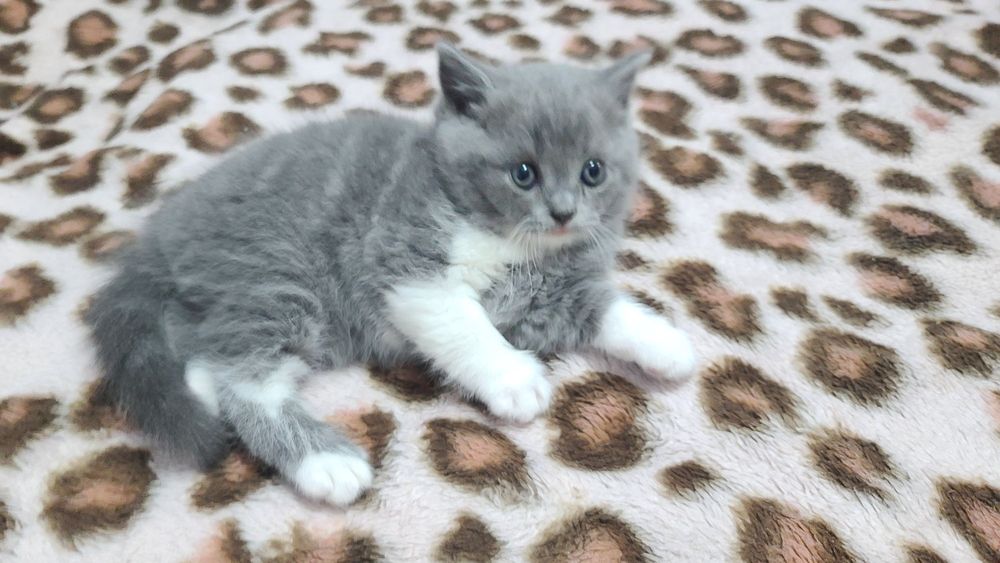 Шотландские котята Scottish Straight 1.5 месяца