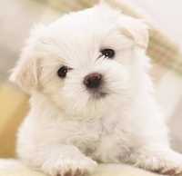 Baiat rasa pura Bichon maltese mini toy