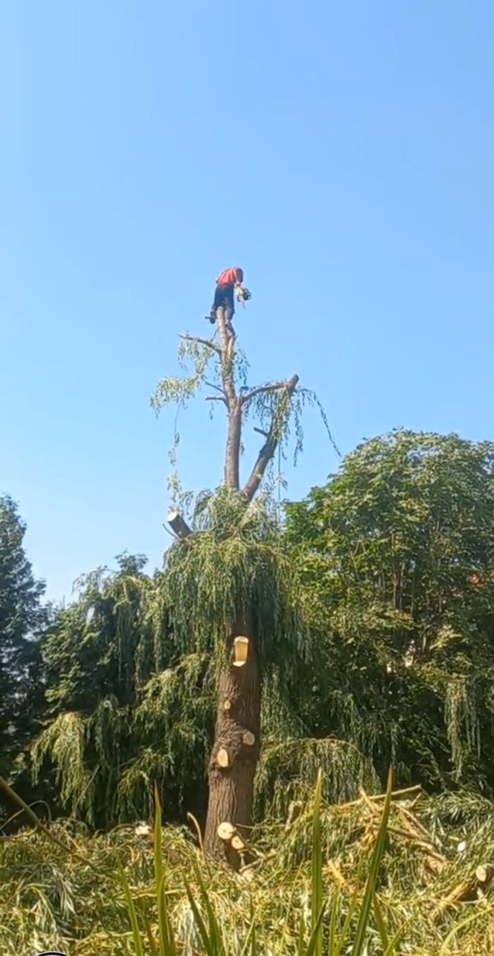 Спилим дерево любой сложности