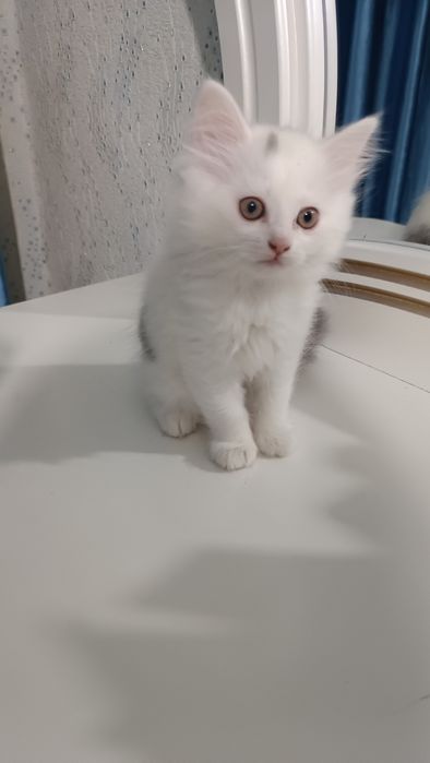 Продаётся котёнок скотиш страйт хайленд