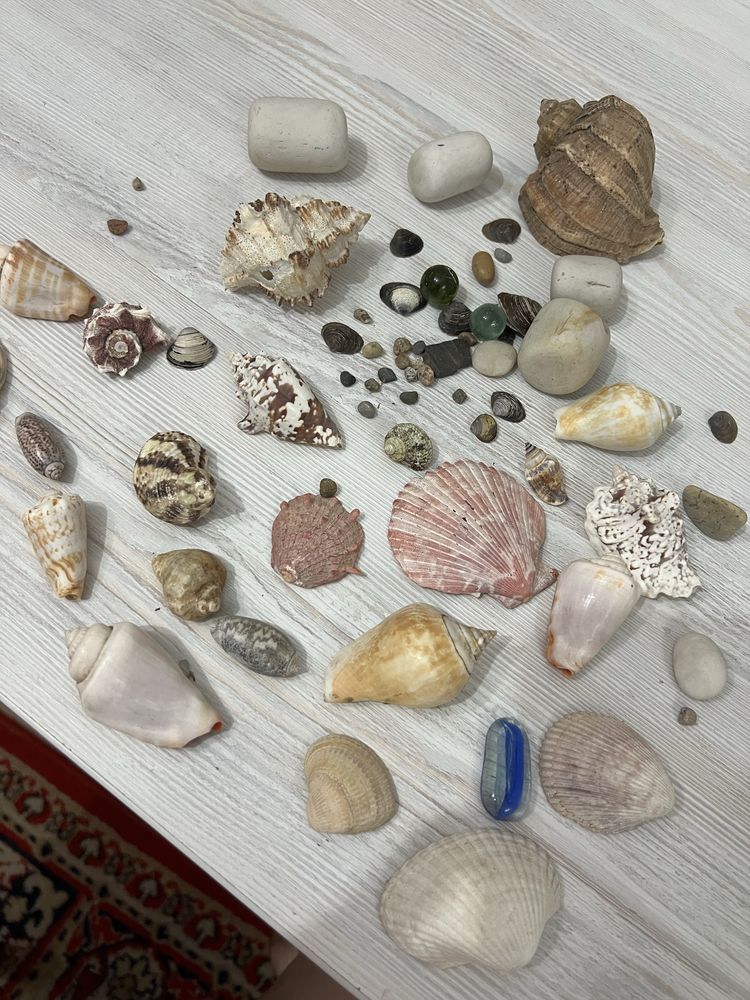 Ракушки и камни для аквариума цена за всё
