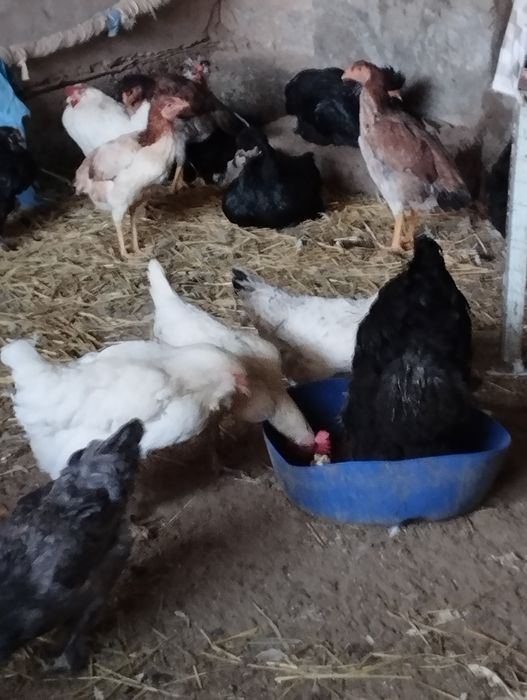 Хонаки ухайли ва куланги тухумлари сотилади