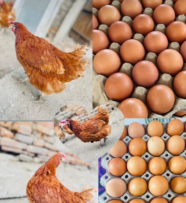 Кокошки носачки за яйца