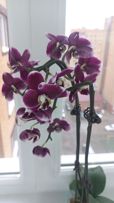 Продам комнатный цветок орхидею