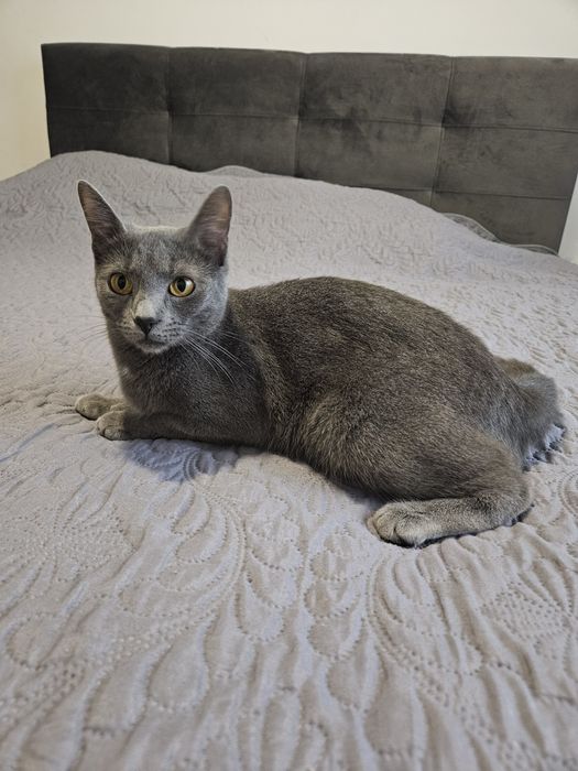 Donez pisica metis Albastru de Rusia