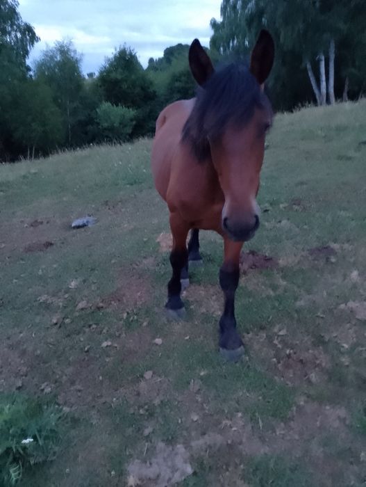 De vânzare doi mânzi