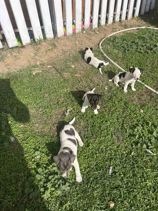 Джак ръсел териери