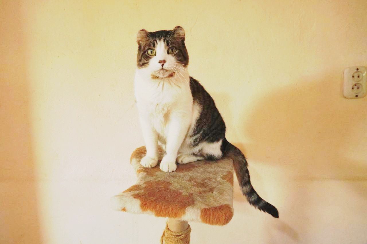 Кот котенок в добрые руки