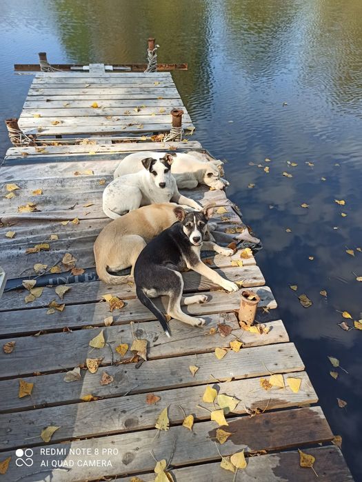 Срочно!!! Отдам щенят подростков в добрые, заботливые руки
