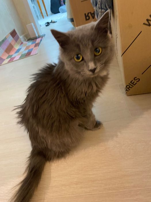 Отдам в добрые руки котенка