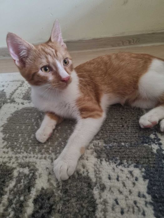 Petsitter / cazare animalute / dog walker Bucuresti