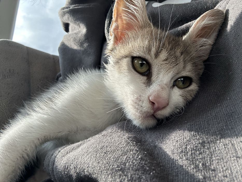 Търси се дом за мъничко котенце (около 2 месеца)