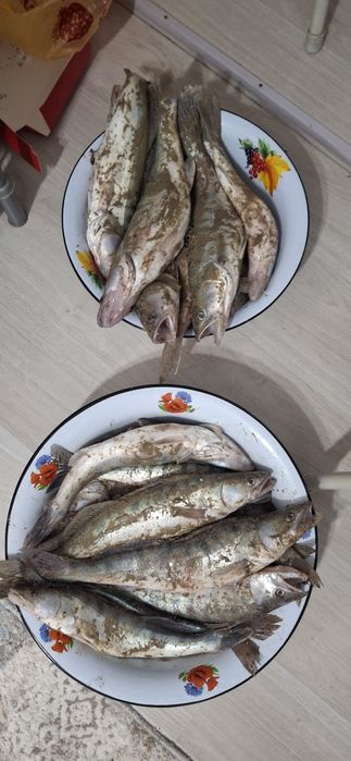 Судак сатылады..