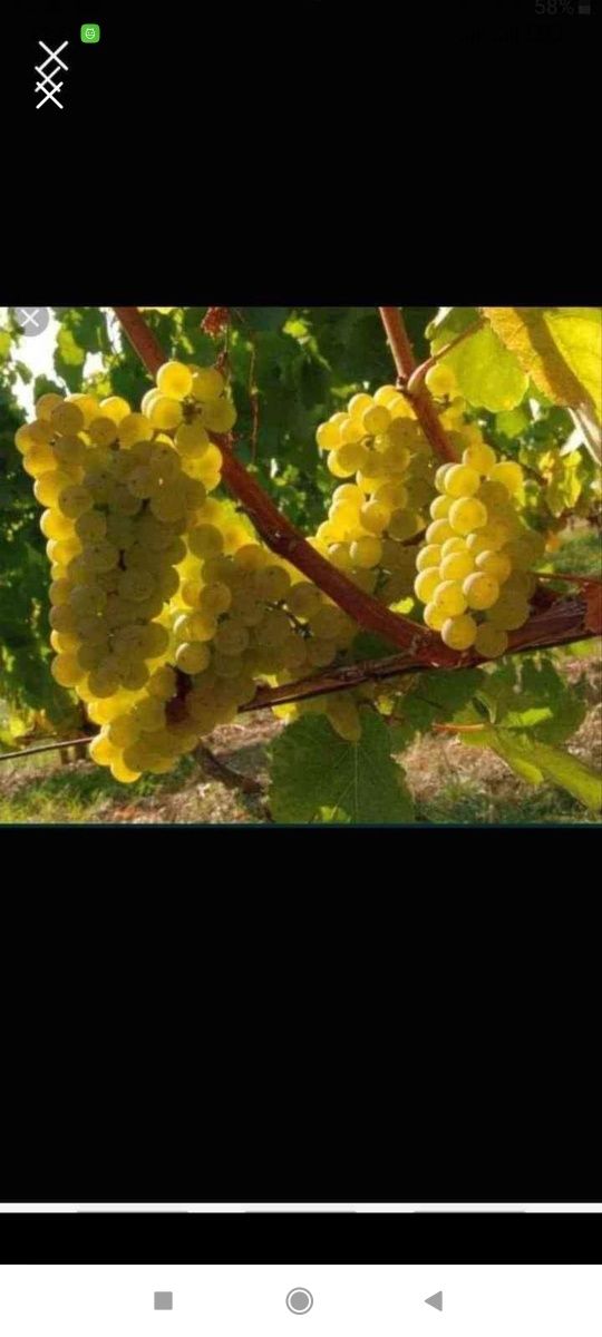 Avem struguri de vin producție 2023